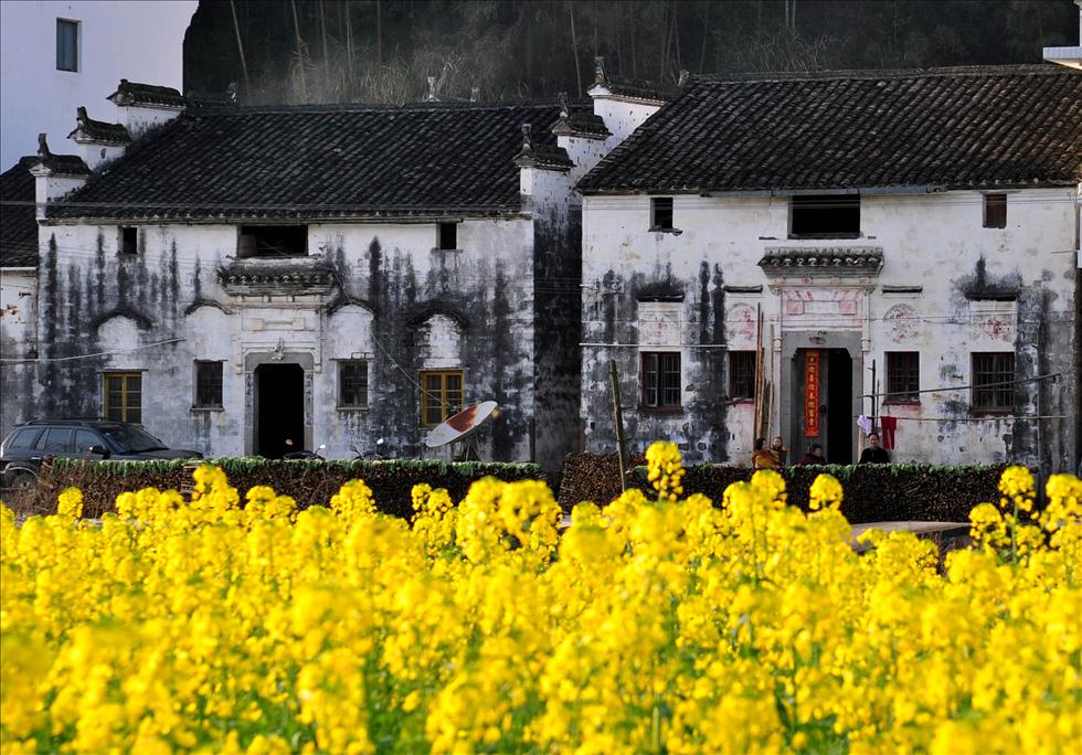 Les fleurs du colza s'épanouissent devant les résidences traditionnelles locales, à Wuyuan, dans la province du Jiangxi. (Le 3 mars)