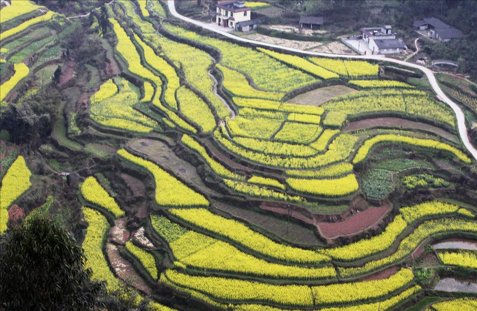 Le champ des colza à Meishan, dans la province du Sichuan.