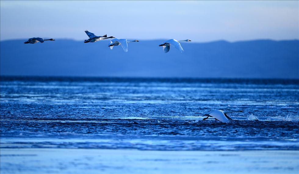 Les grands cygnes s'envolent sur le lac du Qinghai. (Le 13 décembre 2012)