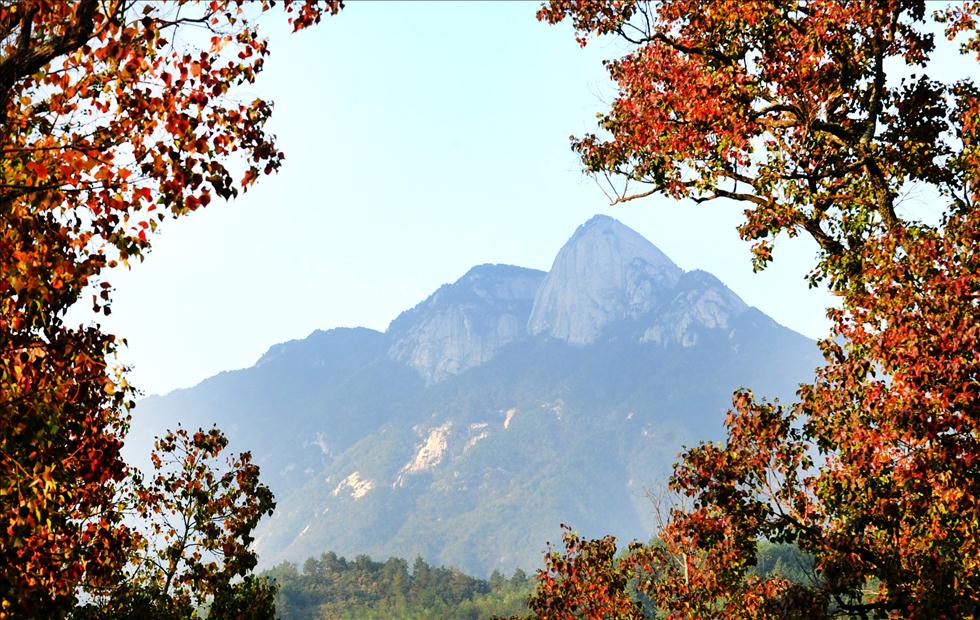 Les feuilles rouges au premier-plan et la montagne verte à l'arrière-plan ont formé une image impressionnante. Photo prise le 27 octobre 2012 à Huanggang dans la province du Hubei.