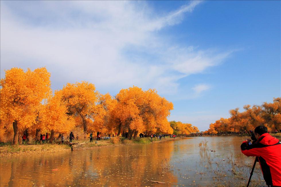 Quelques touristes ont pris des photos dans la forêt des peupliers à feuilles diversiformes en Mongolie Intérieure. (Le 3 octobre 2012)