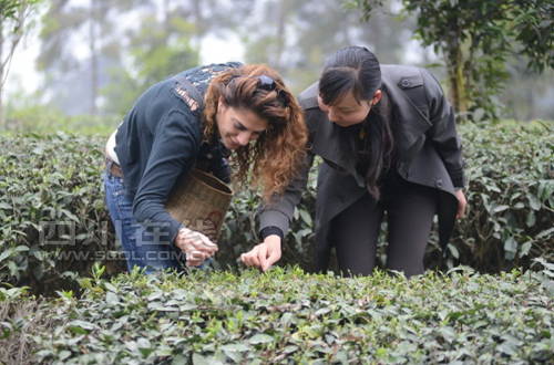 Une étrangère fait l'expérience de la cueillette du thé vert lors du Festival du thé chinois, inauguré le 17 mars 2013, dans le district du Pujiang de la province du Sichuan. (Photo source: Chinanews.com/ Zhang Lang)