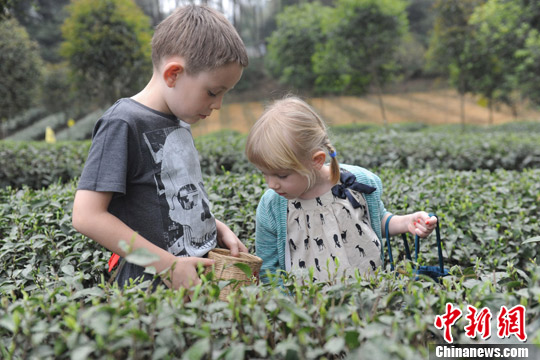 Le 17 mars 2013, deux enfants étrangers, s'amusent à cueillir des feuilles de thé, dans le district du Pujiang de la province chinoise du Sichuan. (Photo source: Chinanews.com/ Zhang Lang)