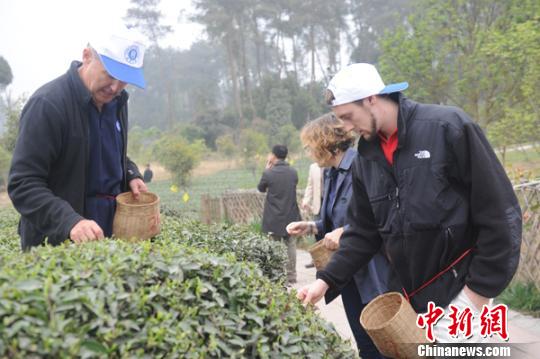 Des invités étrangers font l'expérience de la cueillette du thé vert lors du Festival du thé chinois, inauguré le 17 mars 2013, dans le district du Pujiang de la province du Sichuan. (Photo source: Chinanews.com/ Zhang Lang)