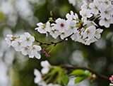Les cerisiers en fleur à Changsha