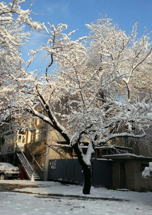 Beijing sous la neige printanière (17)