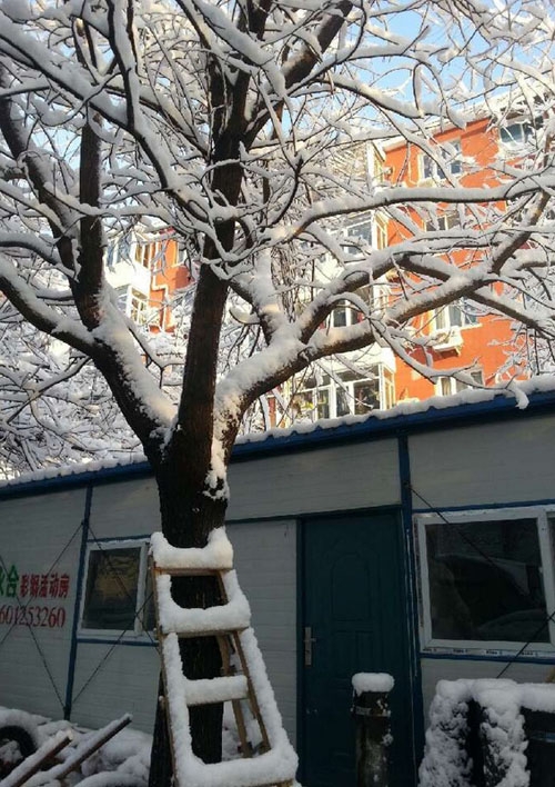 Beijing sous la neige printanière (16)