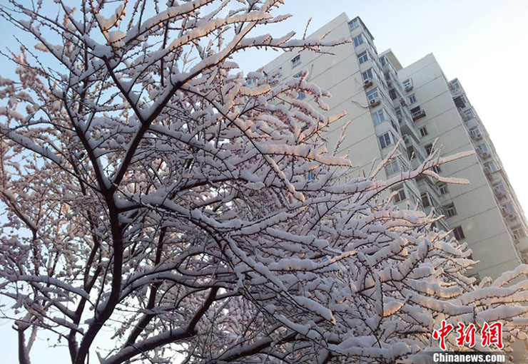 Beijing sous la neige printanière (5)