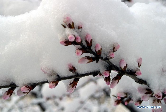Photo prise le 20 mars 2013 montrant des fleurs couvertes de neige à Beijing, capitale de la Chine. Des chutes de neige ont frappé la ville de Beijing depuis la nuit de mardi.