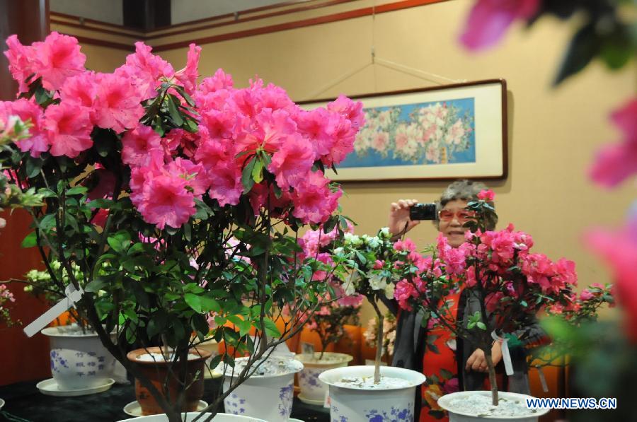 Une visiteuse photographie des fleurs d'azalée lors du 1er Festival culturel de l'Azalée ouvert le 19 mars 2013 à Fuzhou, capitale de la province chinoise du Fujian. (Xinhua/Lin Shanchuan)