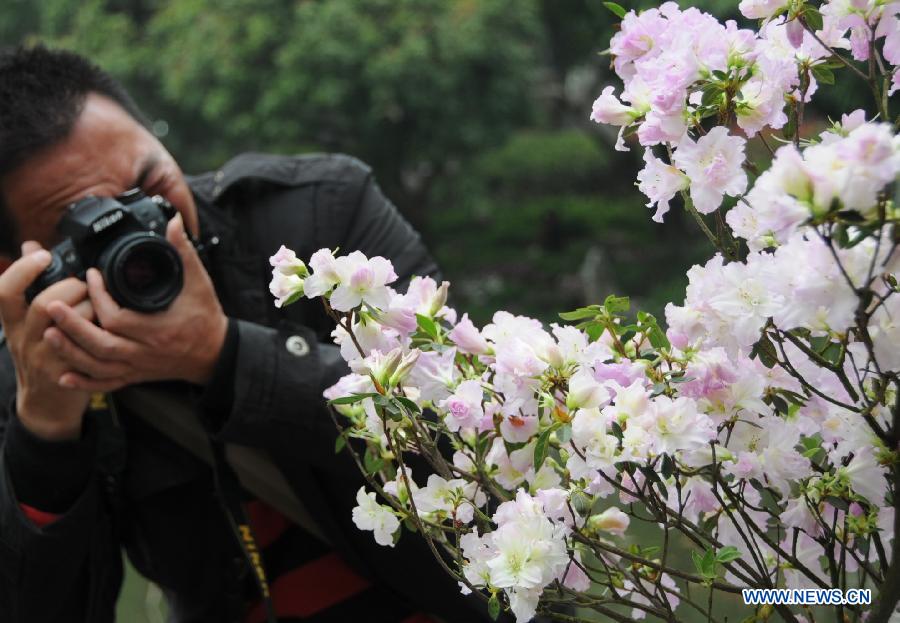 Un visiteur photographie des fleurs d'azalée lors du 1er Festival culturel de l'Azalée ouvert le 19 mars 2013 à Fuzhou, capitale de la province chinoise du Fujian. (Xinhua/Lin Shanchuan)