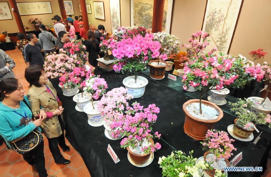 Des azalées présentées lors du 1er Festival culturel de l'Azalée ouvert le 19 mars 2013 à Fuzhou, capitale de la province chinoise du Fujian. (Xinhua/Lin Shanchuan)