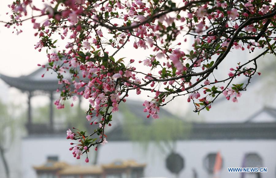 Une photo prise le 19 mars qui montre des pommiers asiatiques en pleine période de fleuraison dans le parc du lac Mochouhu à Nanjing, capitale de la province du Jiangsu en Chine. (Xinhua/Yan Minhang)