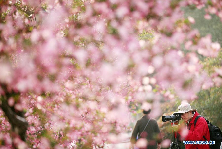 Des visiteurs profitent des fleurs de pommiers asiatiques lors du 31e Festival du Haitang ouvert, le 19 mars, dans le parc du lac Mochouhu à Nanjing, capitale de la province du Jiangsu en Chine. (Xinhua/Yan Minhang)