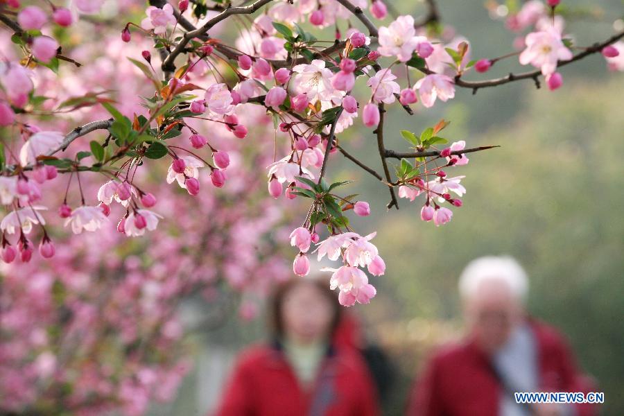 Des visiteurs profitent des fleurs de pommiers asiatiques lors du 31e Festival du Haitang ouvert, le 19 mars, dans le parc du lac Mochouhu à Nanjing, capitale de la province du Jiangsu en Chine. (Xinhua/Yan Minhang)