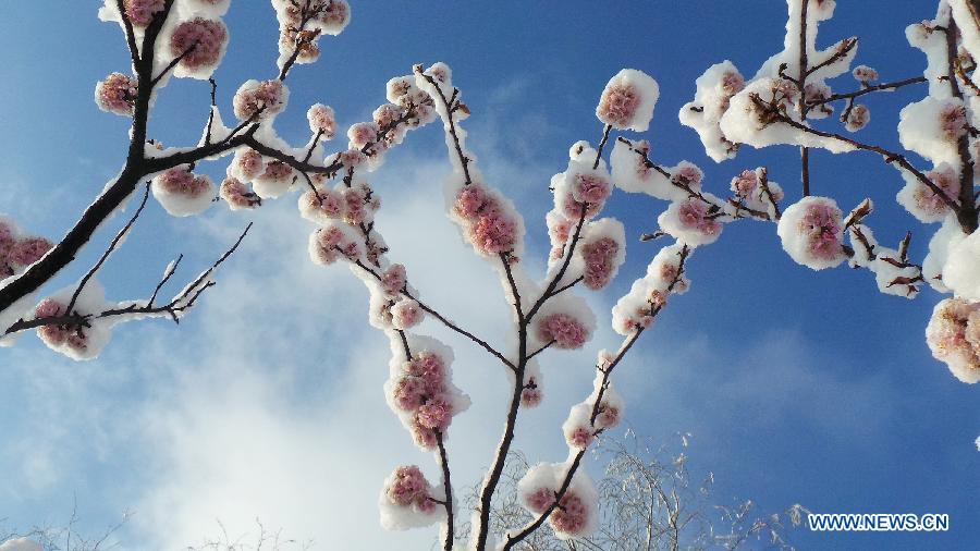 Les fleurs de cerisier sous la neige de mars à Beijing (3)