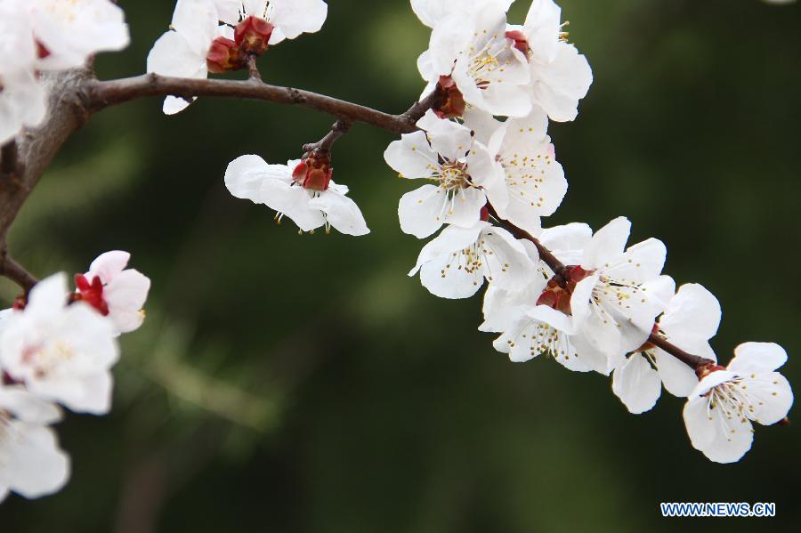 Une photo des fleurs d'abricotier prise le 18 mars 2013 à Zaozhuang dans la province chinoise du Shandong. (Xinhua/Zhang Qiang)