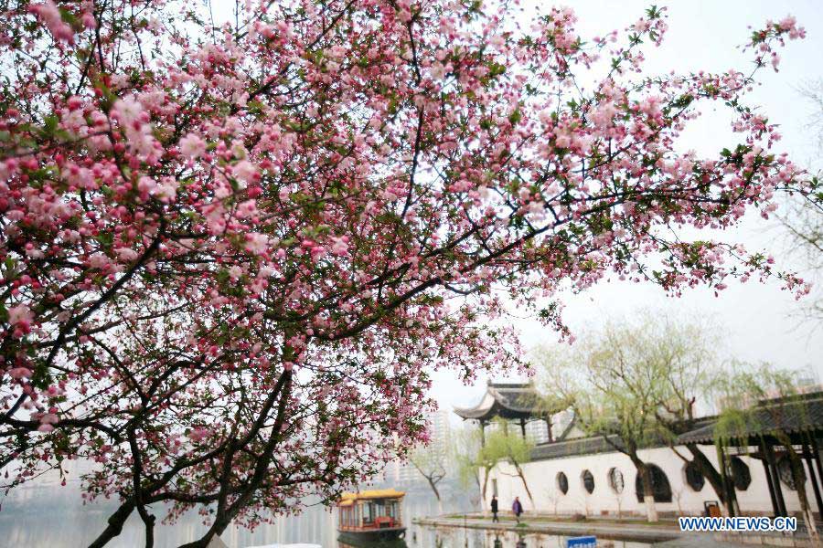 Une photo des fleurs de pommier asiatique prise le 18 mars 2013 au parc du Lac Mochouhu à Nanjing, capitale de la province chinoise du Jiangsu. (Xinhua/Wang Xin)