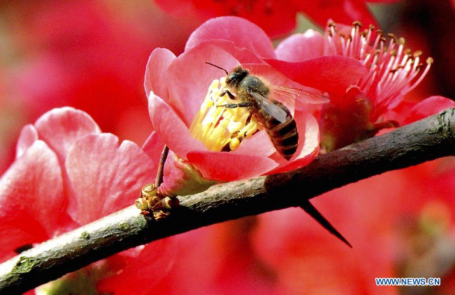 Une photo d'une abeille qui se repose sur une fleur de cerisier, prise le 18 mars 2013 à Suzhou dans la province chinoise du Jiangsu. (Xinhua/Wang Jianzhong)