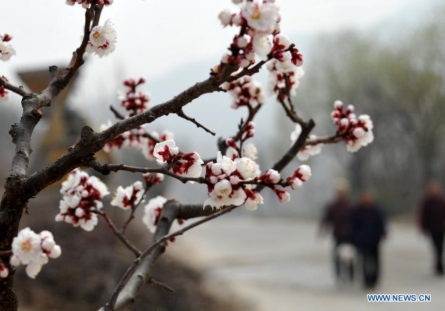 Des abricotiers en pleine fleuraison au Shandong (2)
