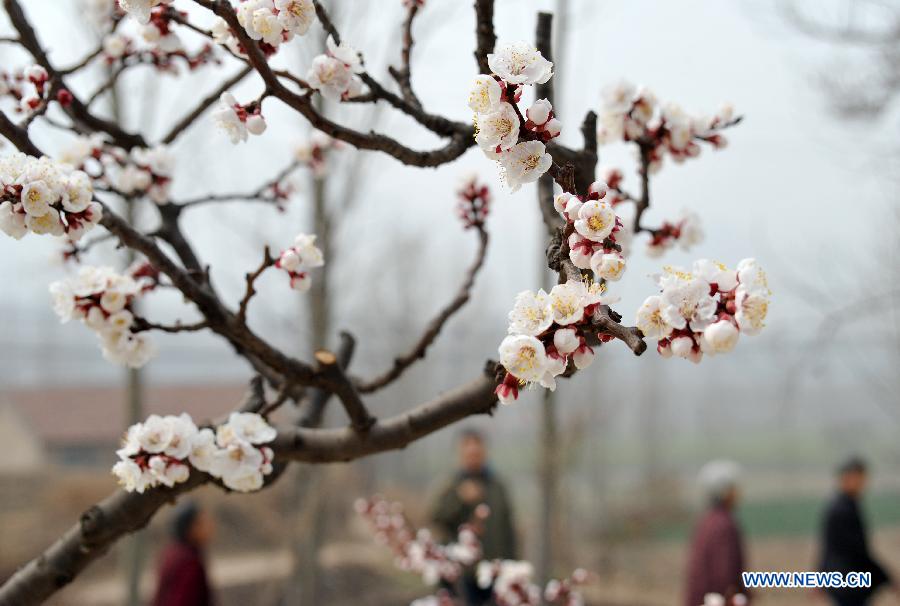 Des abricotiers en pleine fleuraison au Shandong