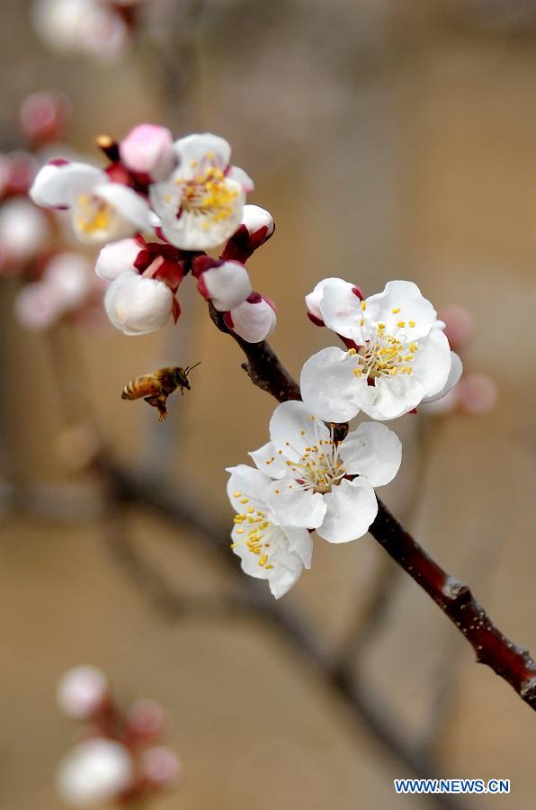 Des abricotiers en pleine fleuraison au Shandong (4)