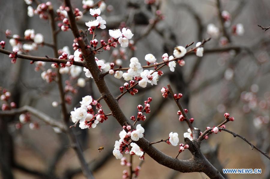 Des abricotiers en pleine fleuraison au Shandong (6)