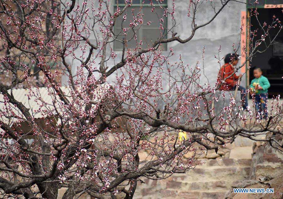Des abricotiers en pleine fleuraison au Shandong (3)