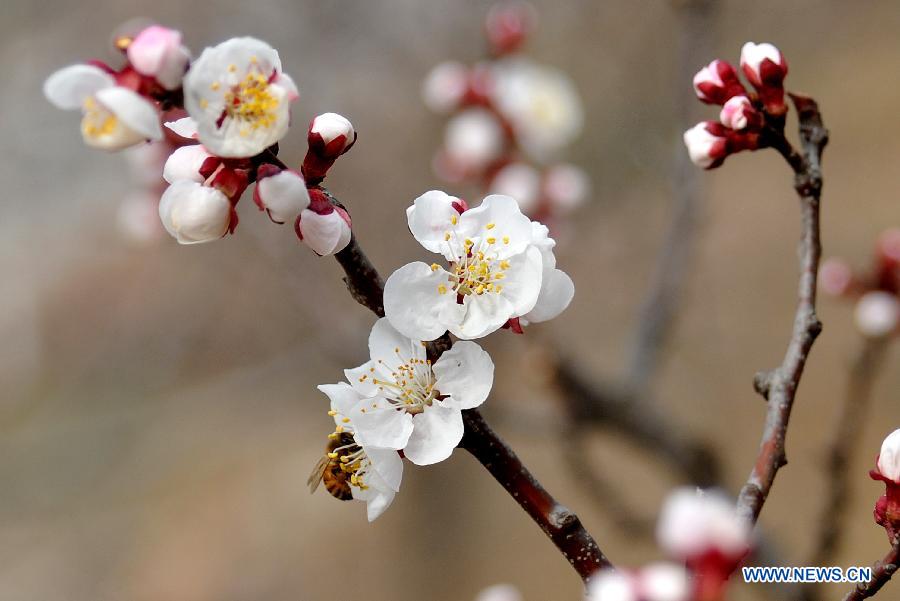 Des abricotiers en pleine fleuraison au Shandong (5)