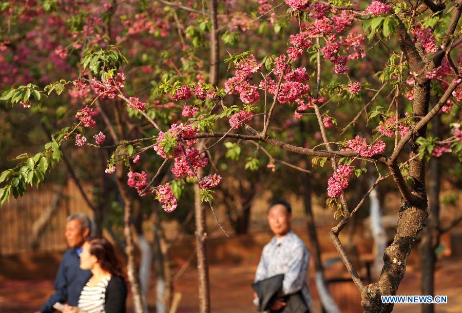 Le 18 mars 2013, des visiteurs profitent des fleurs de sakura dans un parc à Kunming, capitale de la province du Yunnan en Chine. (Photo : Xinhua/Yiguang)