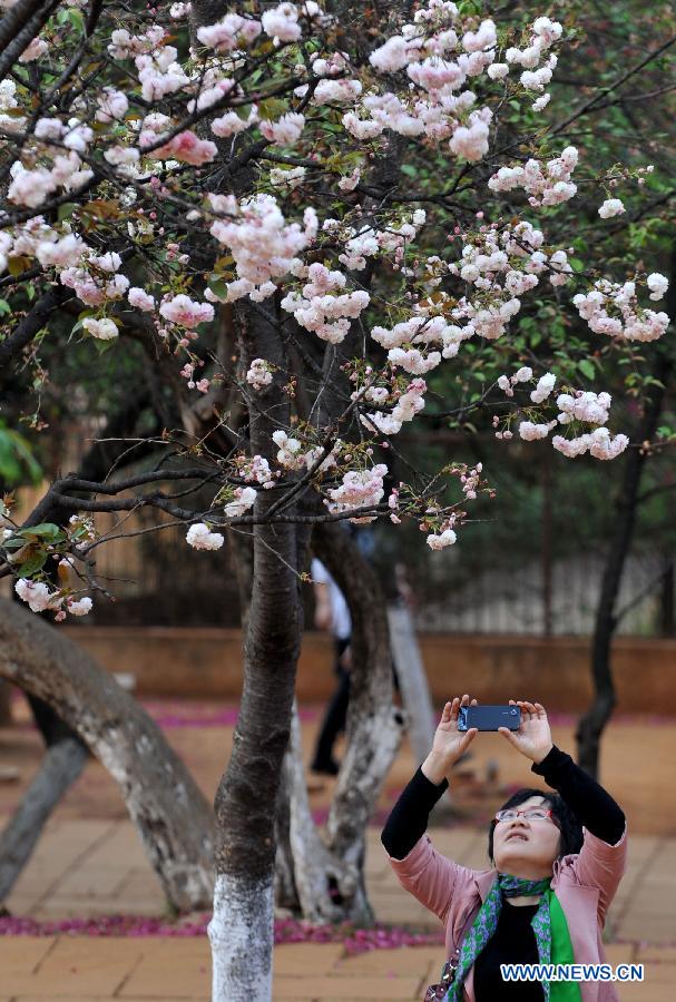 Le 18 mars 2013, une visiteuse photograhie des fleurs de sakura dans un parc à Kunming, capitale de la province du Yunnan en Chine. (Photo : Xinhua/Yiguang)