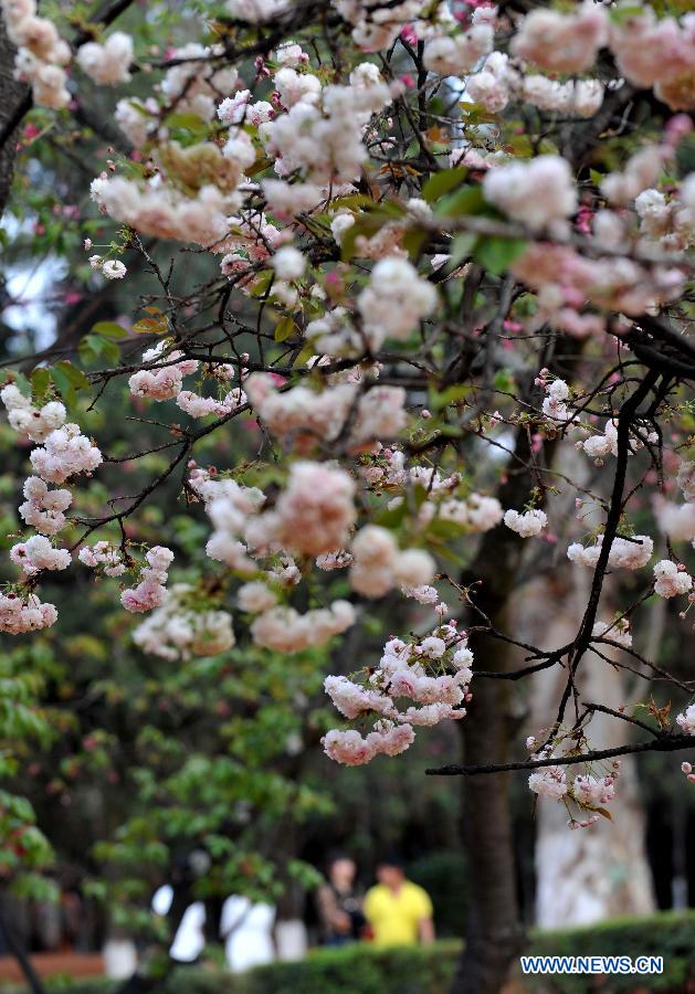 Une photo, prise le 18 mars 2013, montre des sakura qui fleurissent dans un parc à Kunming, capitale de la province du Yunnan. (Photo : Xinhua/Yiguang)