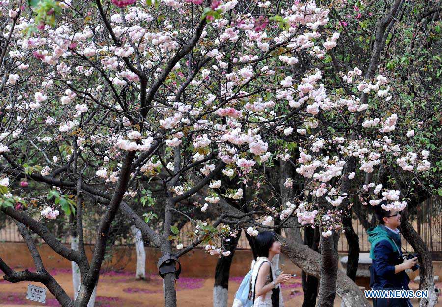 Le 18 mars 2013, des visiteurs profitent des fleurs de sakura dans un parc à Kunming, capitale de la province du Yunnan en Chine. (Photo : Xinhua/Yiguang)