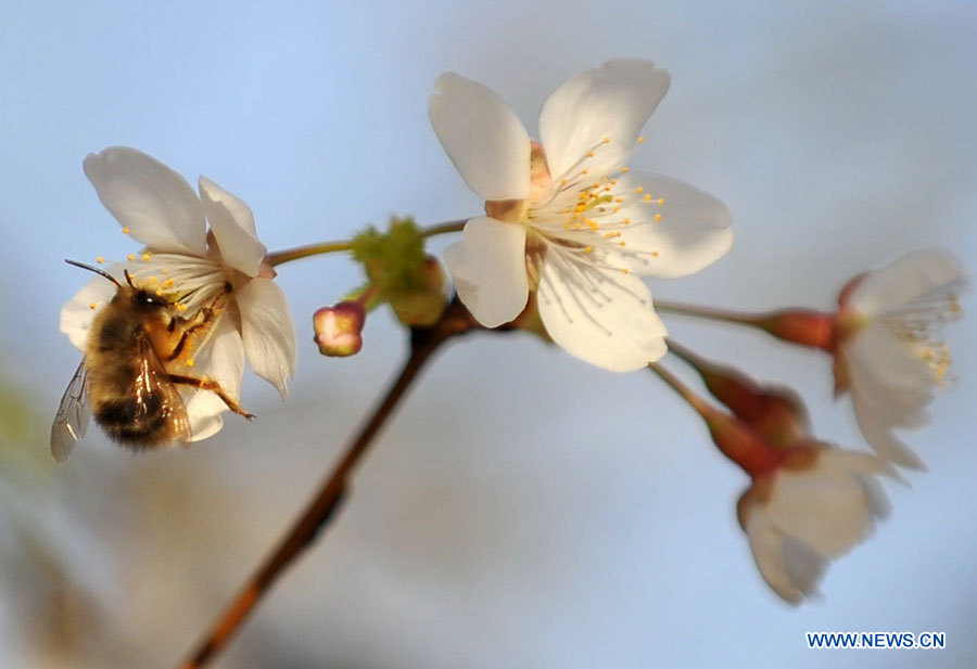 Beijing: début du 25e festival de fleurs de cerisiers au parc Yuyuantan