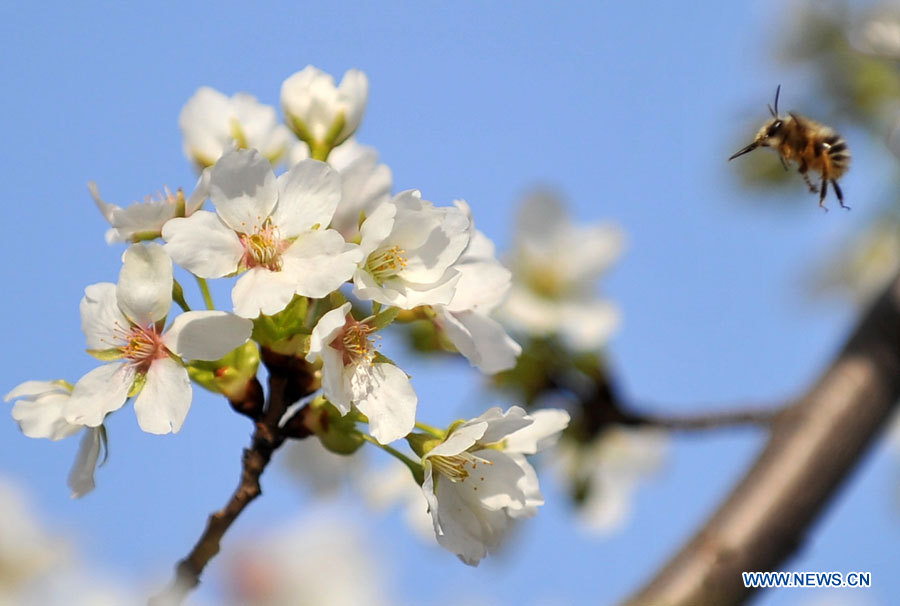 Beijing: début du 25e festival de fleurs de cerisiers au parc Yuyuantan (2)