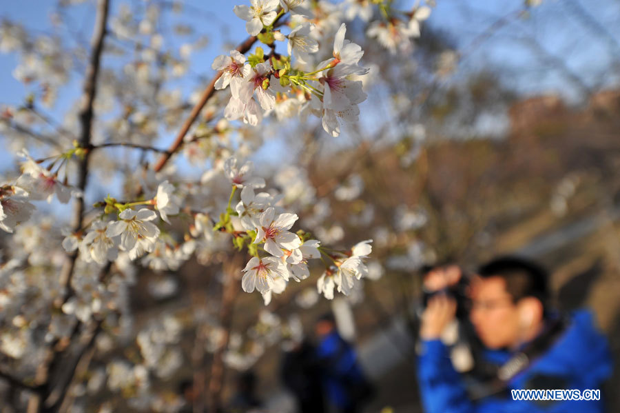 Beijing: début du 25e festival de fleurs de cerisiers au parc Yuyuantan (4)