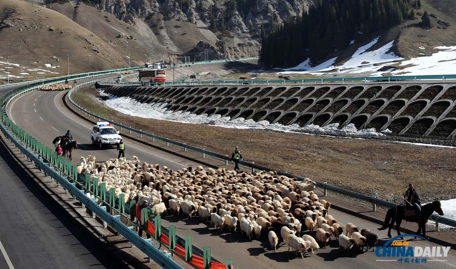 Des moutons rassemblés sur l'autoroute dans le Comté de Huocheng, dans la Région Autonome ouïgoure du Xinjiang dimanche, en route vers des pâturages plus verts alors que le printemps arrive. (Ge Hanxu / pour le China Daily)