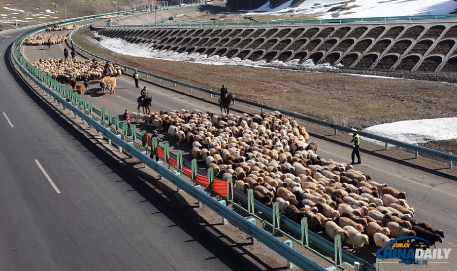 Des moutons rassemblés sur l'autoroute dans le Comté de Huocheng, dans la Région Autonome ouïgoure du Xinjiang dimanche, en route vers des pâturages plus verts alors que le printemps arrive. (Ge Hanxu / pour le China Daily)