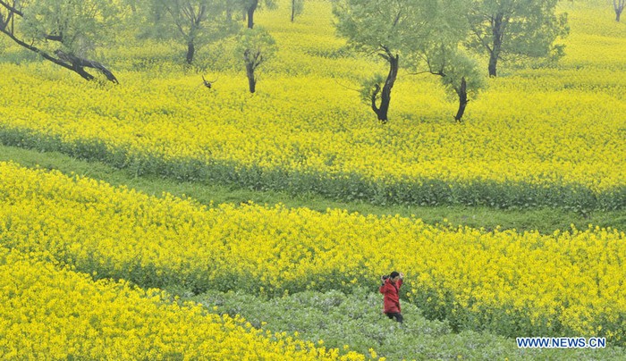Floraison des colzas dans l'est de la Chine (2)