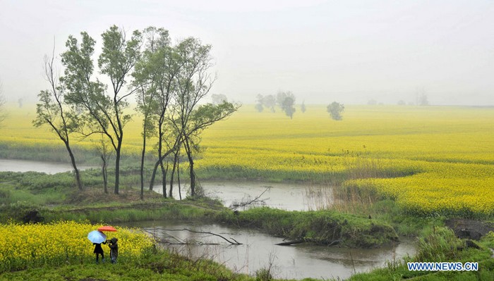 Floraison des colzas dans l'est de la Chine (4)