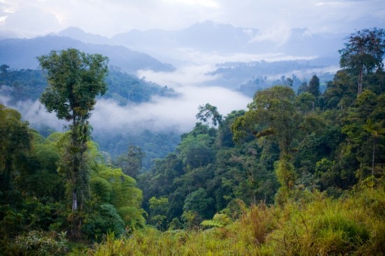 La forêt amazonienne, en Amérique du Sud