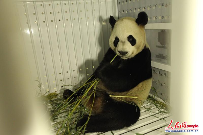 Le couple de pandas géants prêtés par la Chine est arrivé au Canada