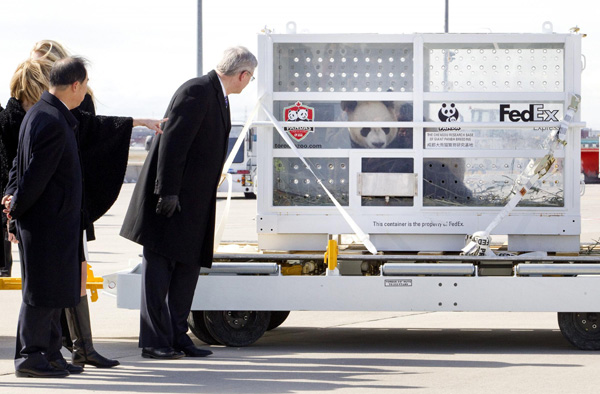 Le Premier ministre canadien Stephen Harper, son épouse Laureen, et Zhang Junsai, l'ambassadeur de Chine au Canada, regardent l'un des deux pandas qui sont arrivés à l'aéroport international Pearson de Toronto le 25 mars 2013. Les deux plantigrades ont été prêtés au Canada par la Chine pour une période de 10 ans. [Photo / Agences]