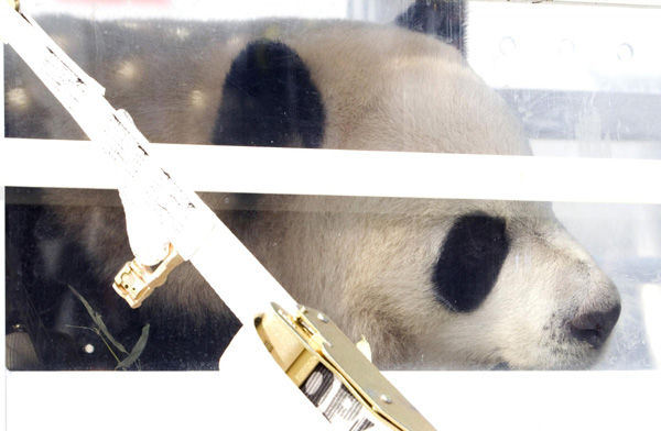 Le couple de pandas géants prêtés par la Chine est arrivé au Canada (4)