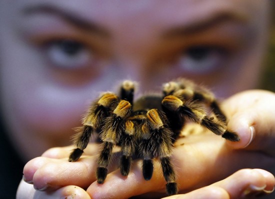 Des animaux adorables dans les zoos à travers le monde (18)