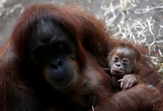 Des animaux adorables dans les zoos à travers le monde (10)