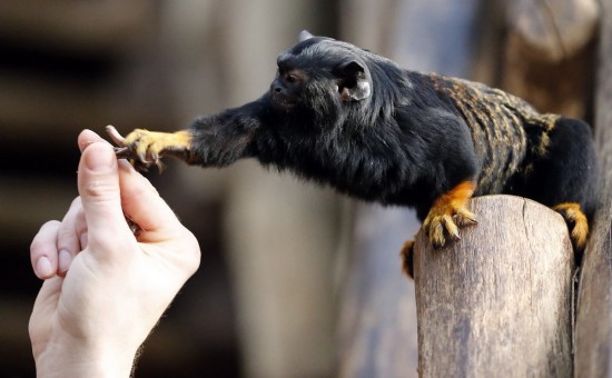 Des animaux adorables dans les zoos à travers le monde (13)