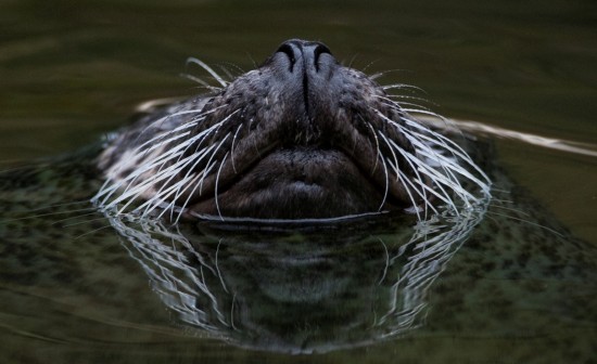 Des animaux adorables dans les zoos à travers le monde (12)