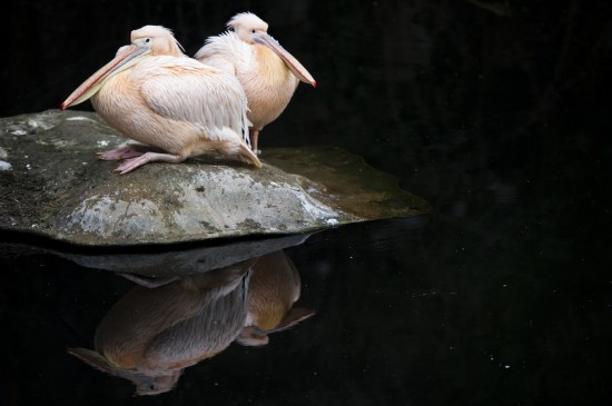 Des animaux adorables dans les zoos à travers le monde (14)