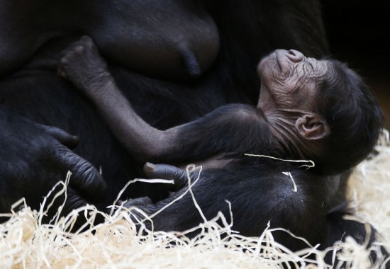 Des animaux adorables dans les zoos à travers le monde (7)